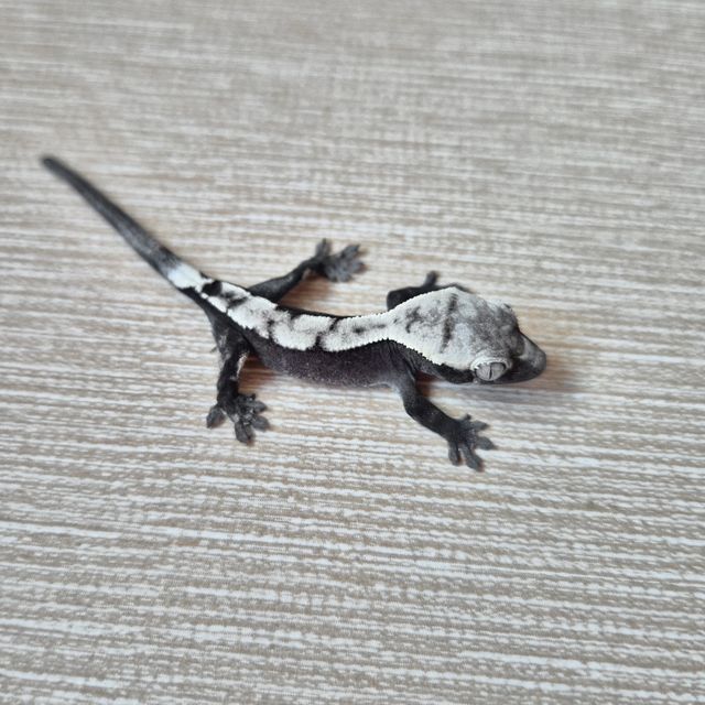 세이블 아잔틱