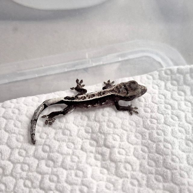 아잔틱