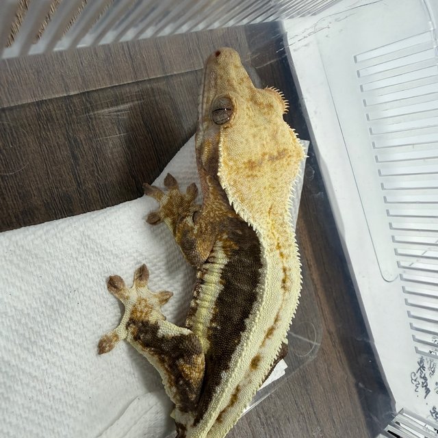 Lilly 100% Het Axanthic