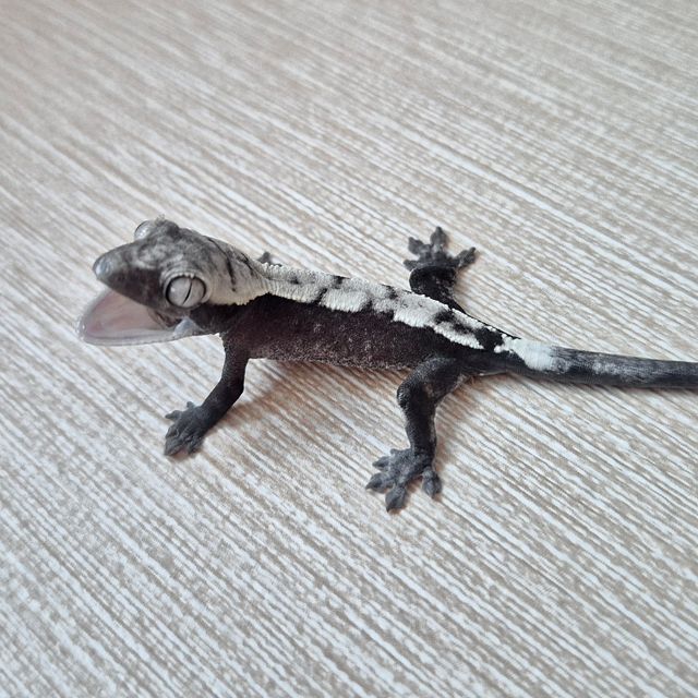 세이블 아잔틱