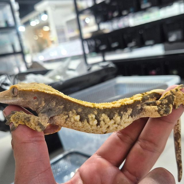 100%헷아잔틱