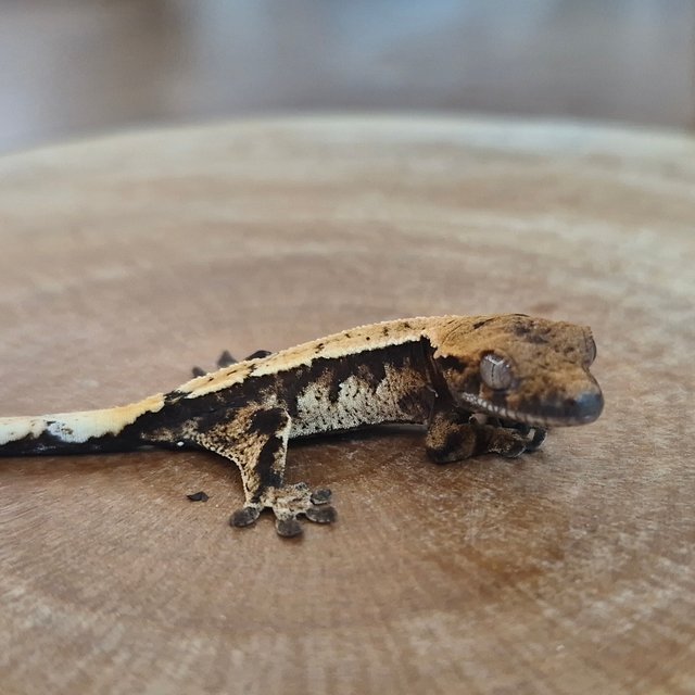 세이블 100%헷아잔틱