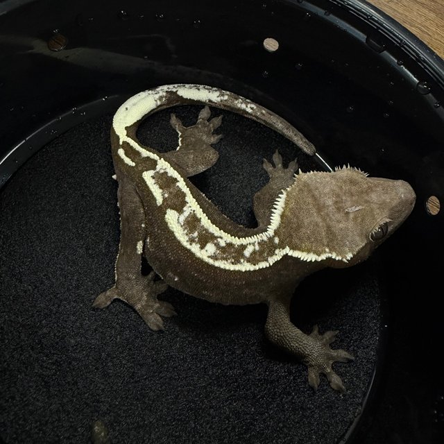 Axanthic
