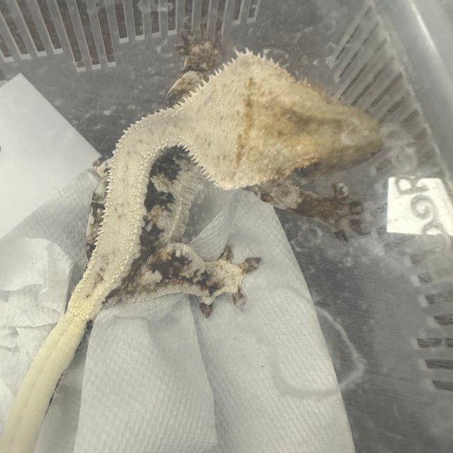Lilly 100% Het Axanthic