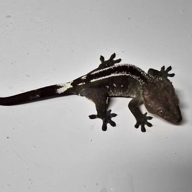 아잔틱