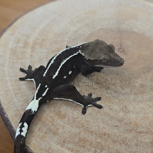 Axanthic