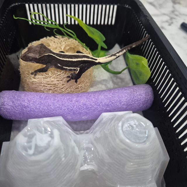 아잔틱