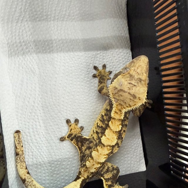 100% Het Axanthic