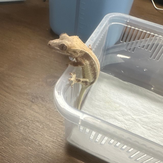 Lilly 100% Het Axanthic