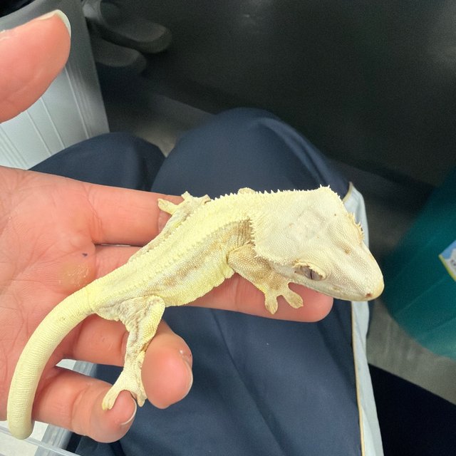 Lilly 100% Het Axanthic