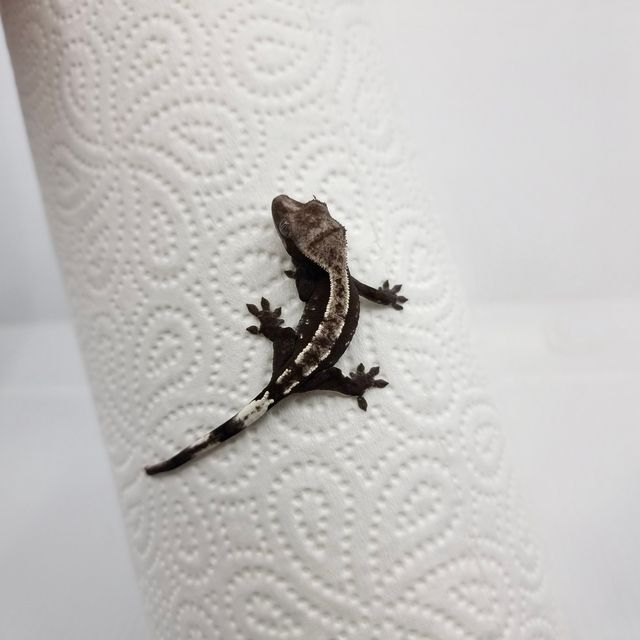 아잔틱