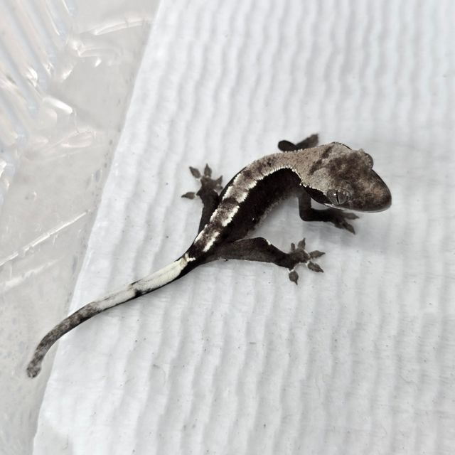 아잔틱