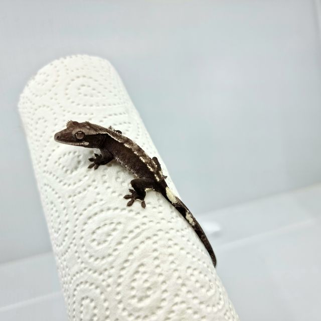 아잔틱