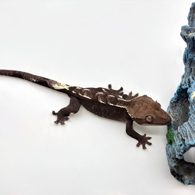 아잔틱