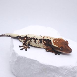 세이블 숫