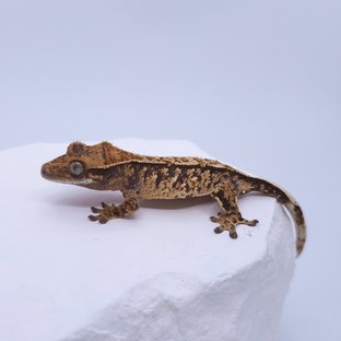 트라이 화이트포트홀 화이트스팟 화이트핀