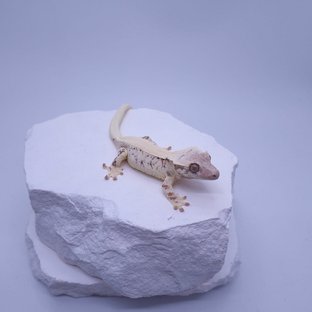 릴리 세이블