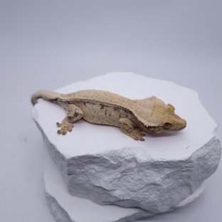 노멀 트라이 화이트스팟 드리피 레드