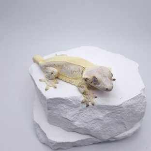 NFS_릴리화이트 암