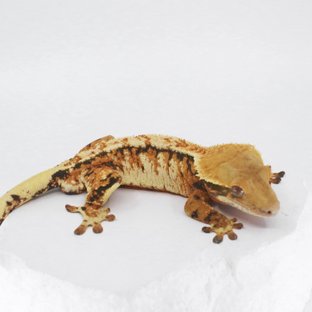 메인 트라이 5차