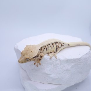 릴리100%헷아잔틱