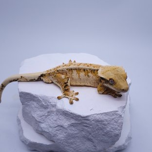 트라이 익스트림할리퀸 드리피 화이트스팟