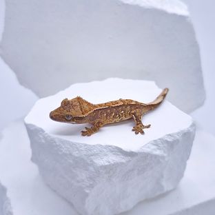 트라이
