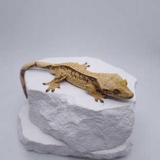 노멀 쿼드 풀핀 트라이