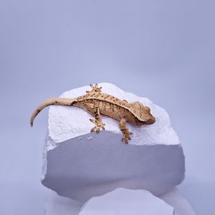 트라이