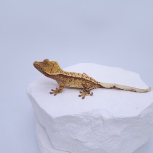 노멀 트라이 화이트핀 화이트포트홀 화이트스팟