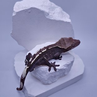 아잔틱