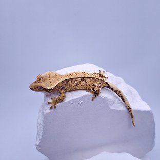 트라이
