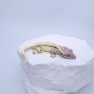 프라푸치노