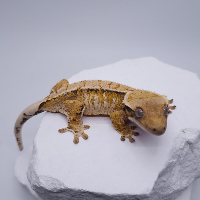 노멀 트라이 화이트스팟 익스트림할리퀸