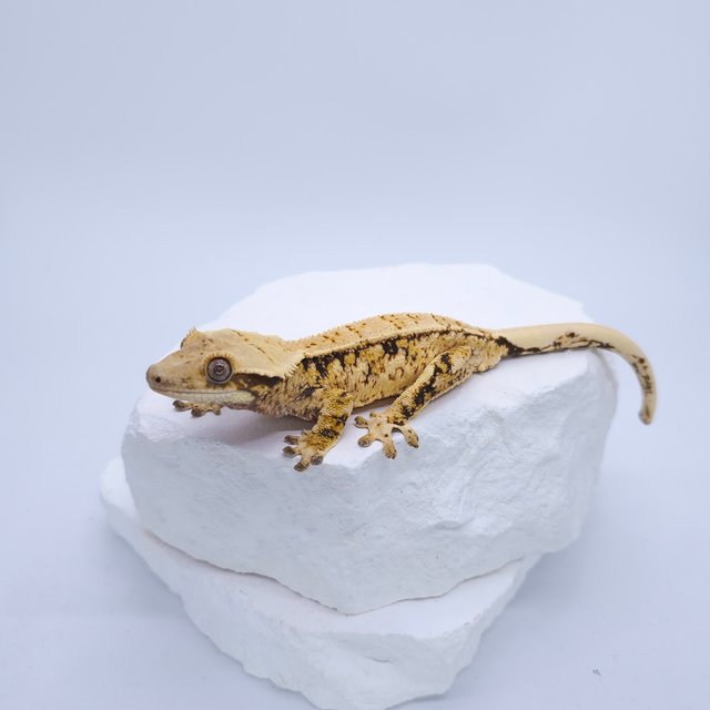 트라이