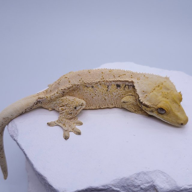 노멀 트라이 드리피 화이트 화이트스팟