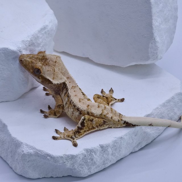 트라이