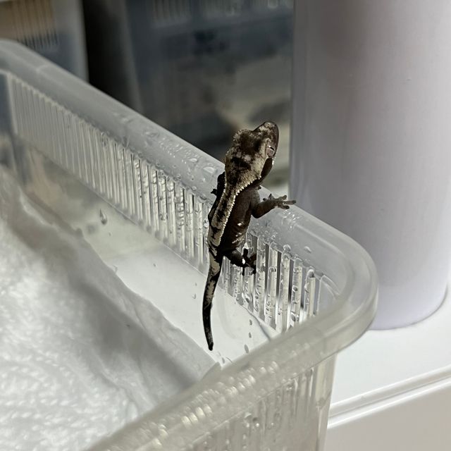 아잔틱