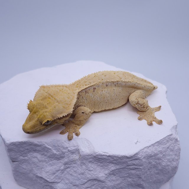 트라이 노멀 드리피 화이트스팟 화이트