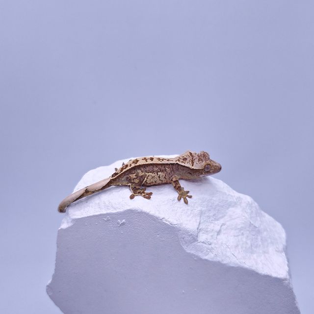 노멀 쿼드 풀핀