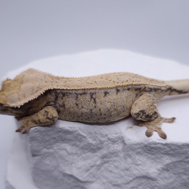 노멀 트라이 화이트스팟 드리피 레드