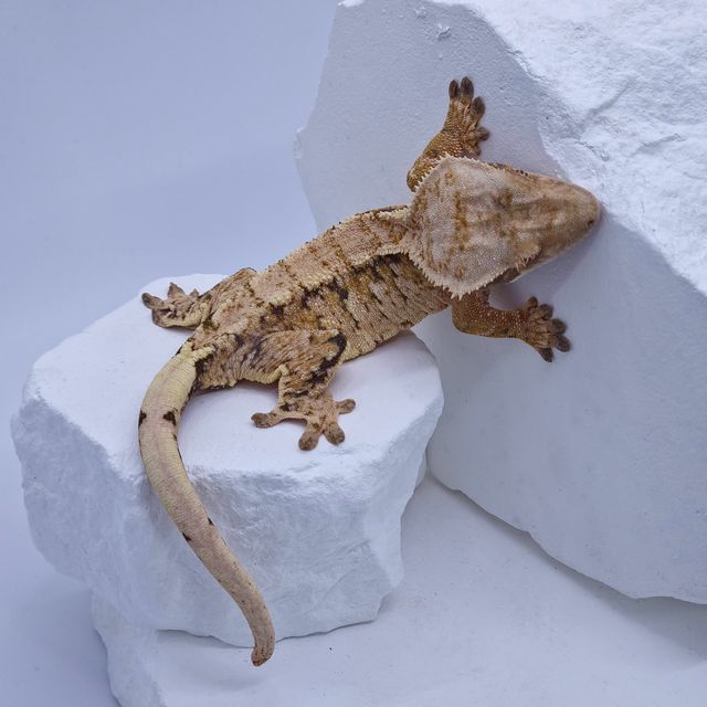 트라이