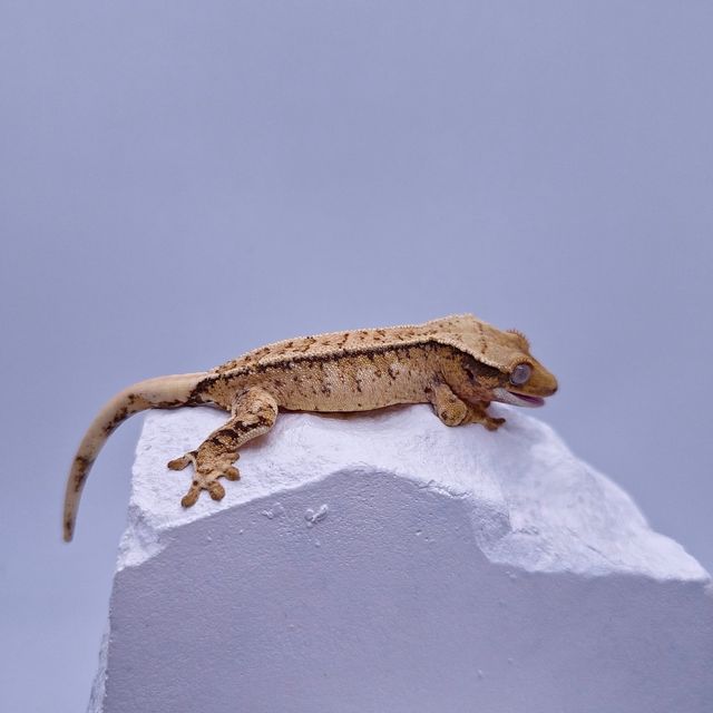 트라이