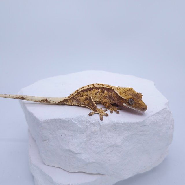 노멀 트라이 화이트핀 화이트포트홀 화이트스팟