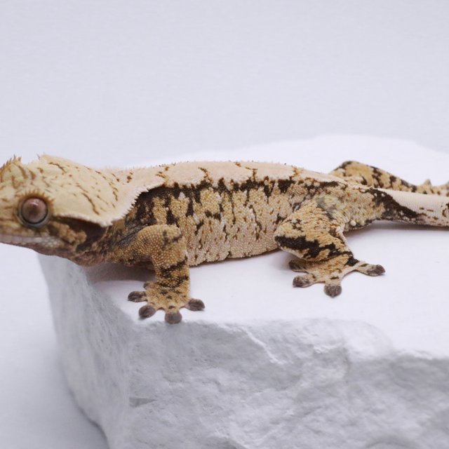 노멀 드리피 화이트스팟 트라이