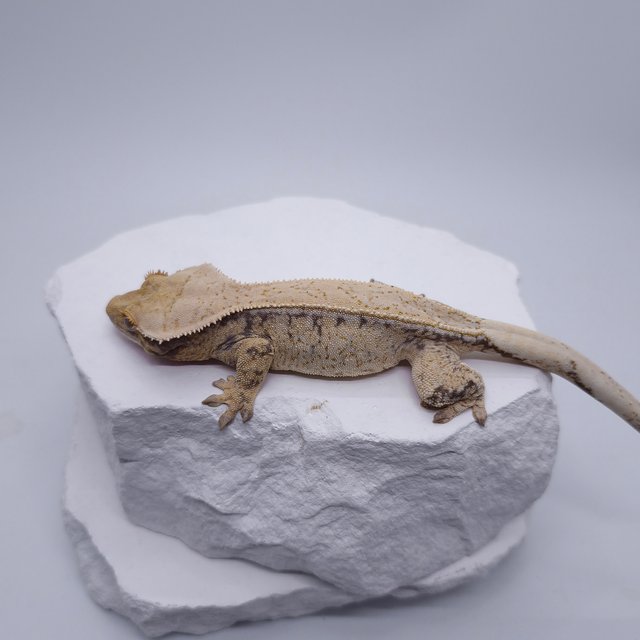 노멀 트라이 화이트스팟 드리피 레드