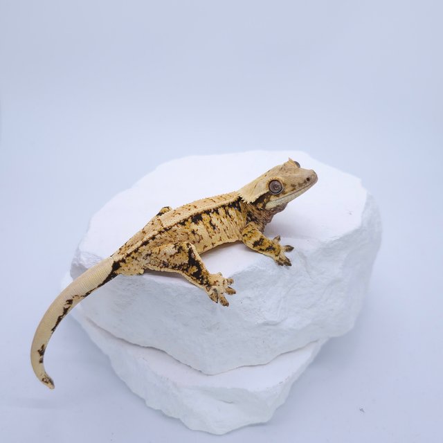 트라이