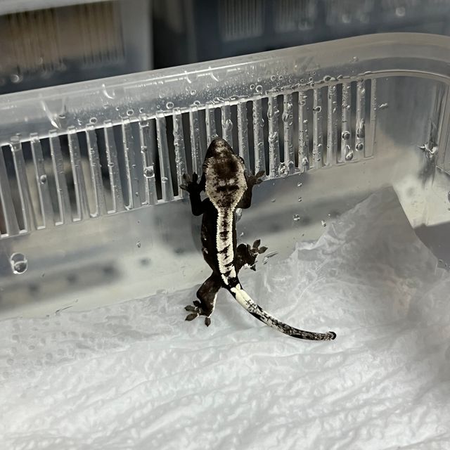 아잔틱