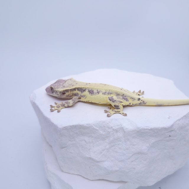 프라푸치노