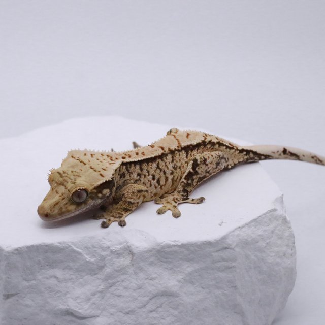 트라이 익스트림할리퀸 화이트스팟